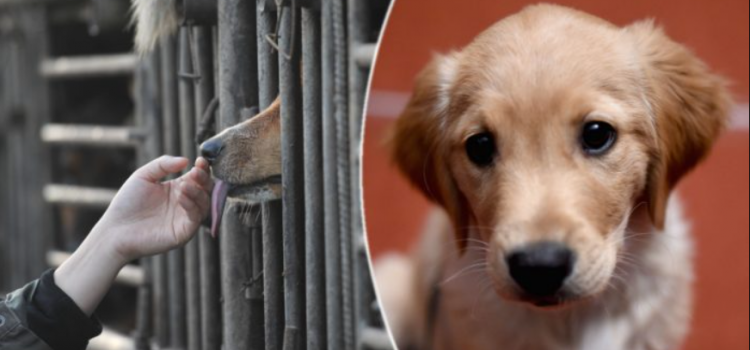 150 perros fueron rescatados en la Ciudad de Modesto, California