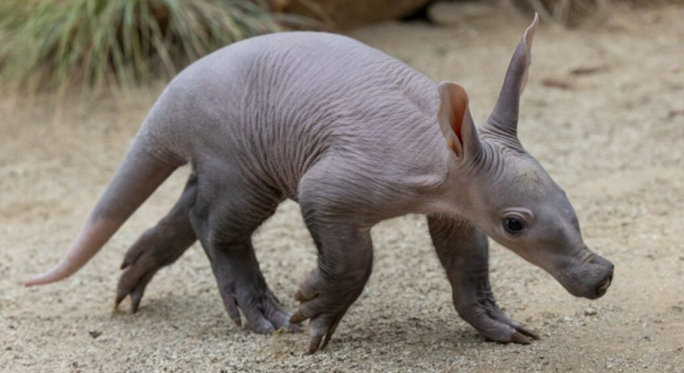 Después de 35 años, nació la primera cerda hormiguera en el San Diego Zoo