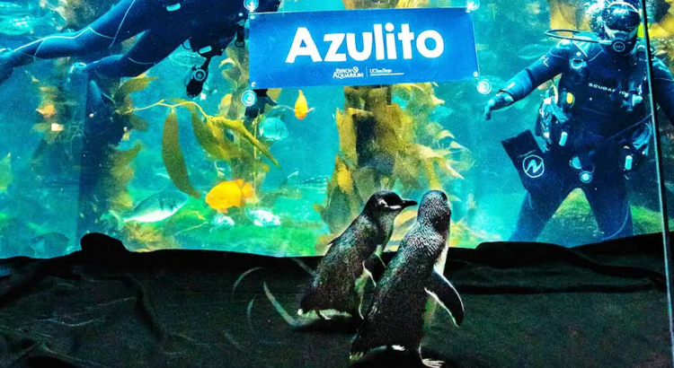 Fue bautizado el nuevo pingüino del Acuario Birch de San Diego