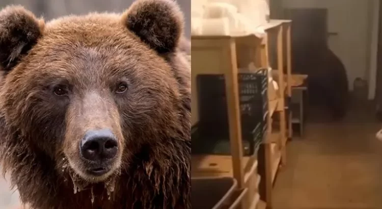 Irrumpe oso en panadería Irrumpe oso en panadería