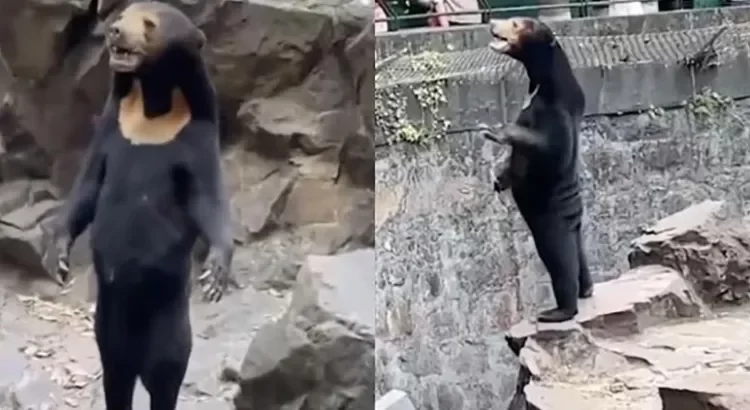 ¡Qué oso! ¡Qué oso!