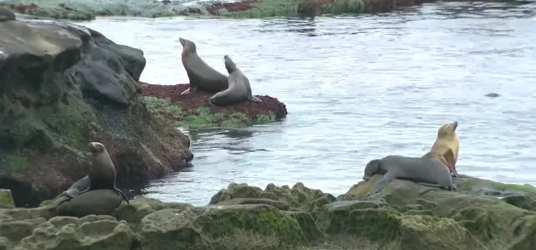 Comisión Costera de California recomienda el cierre anual de área de cría de leones marinos en Point La Jolla