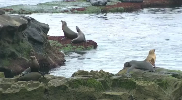 Comisión Costera de California recomienda el cierre anual de área de cría de leones marinos en Point La Jolla