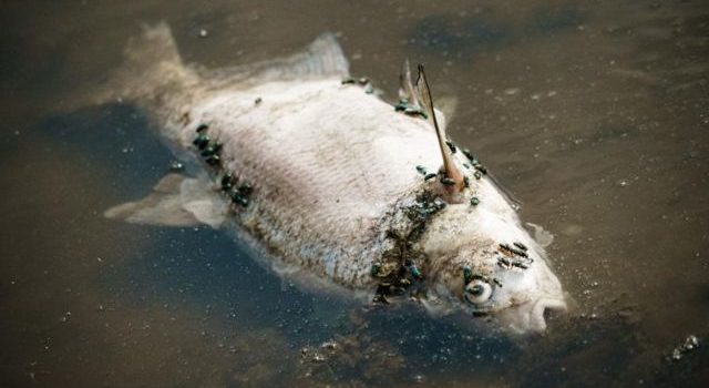 Decenas de peces de salmón muertos causan alarma en vecindario