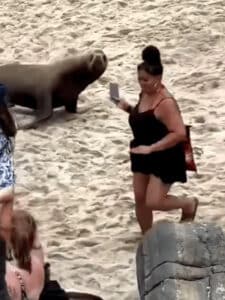 Leones Marinos ahuyentan a turistas en playa de San Diego