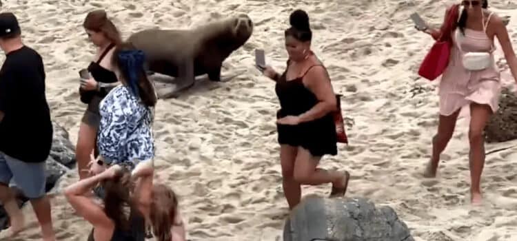 Leones Marinos ahuyentan a turistas en playa de San Diego
