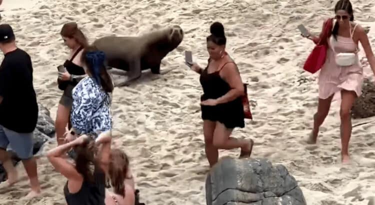 Leones Marinos ahuyentan a turistas en playa de San Diego