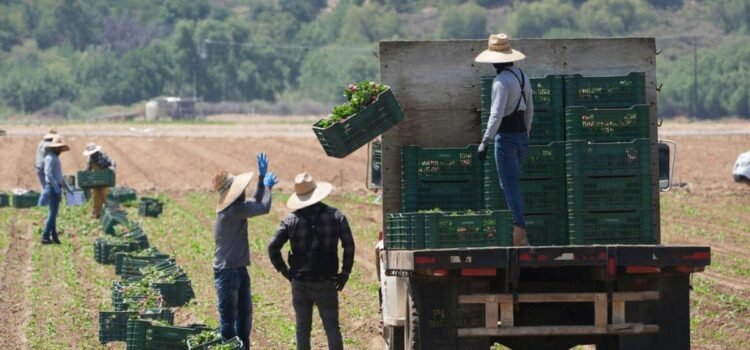 Las redadas de inmigración dejan cosechas sin recoger y granjas de California en peligro