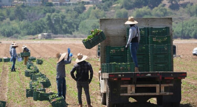 Las redadas de inmigración dejan cosechas sin recoger y granjas de California en peligro