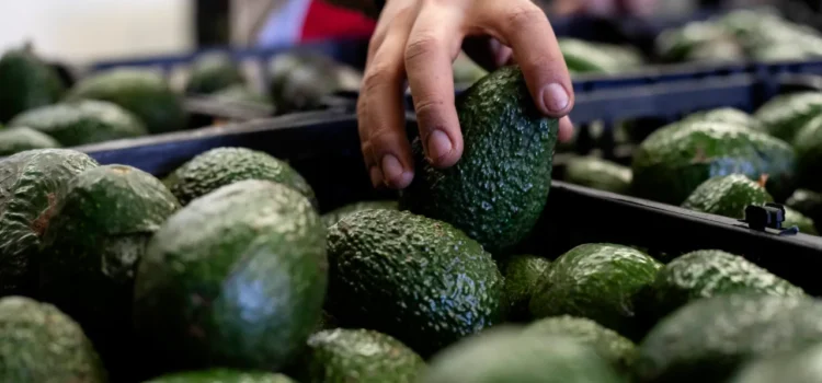 La Comisión del Aguacate de California elogia la reorganización del USDA