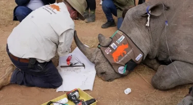 Científicos sudafricanos fabrican cuernos de rinoceronte radiactivos para combatir la caza furtiva Científicos sudafricanos fabrican cuernos de rinoceronte radiactivos para combatir la caza furtiva