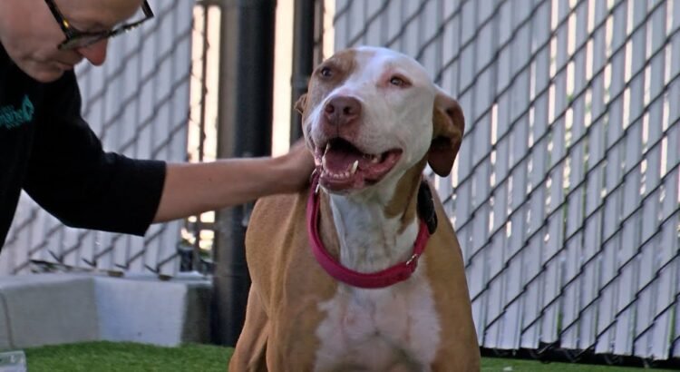 Sociedad Protectora de Animales de San Diego anuncia un programa piloto de adopción de mascotas. Sociedad Protectora de Animales de San Diego anuncia un programa piloto de adopción de mascotas.